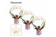 Phalaenopsis wit Phalaenopsis boog wit in Nine (Bubblicious-collection 