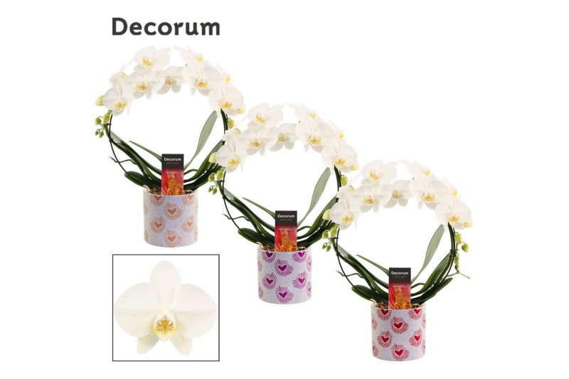 Phalaenopsis wit Phalaenopsis boog wit in Nine (Bubblicious-collection Phalaenopsis wit Phalaenopsis boog wit in Nine (Bubblicious-collection