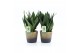 Sansevieria trifasciata Sansevieria Black Diamond in Lunar keramiek 3  
