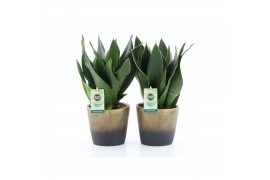 Sansevieria trifasciata Sansevieria Black Diamond in Lunar keramiek 3 