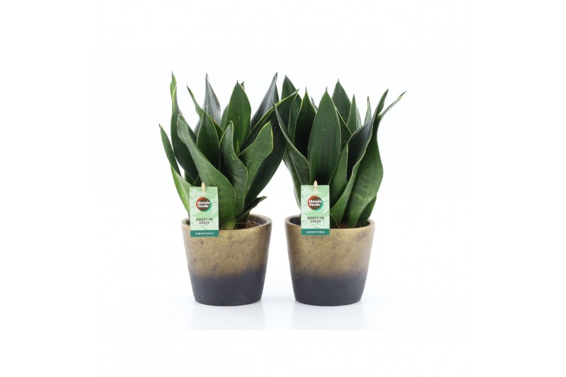 Sansevieria trifasciata Sansevieria Black Diamond in Lunar keramiek 3 Sansevieria trifasciata Sansevieria Black Diamond in Lunar keramiek 3