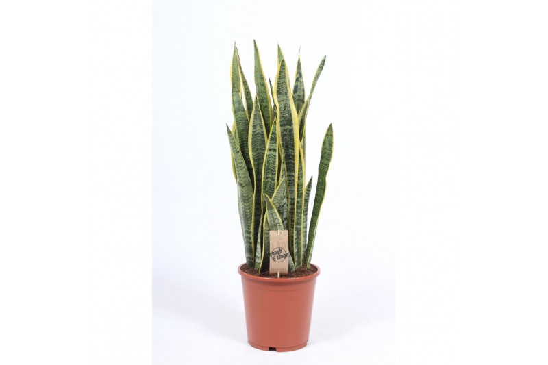 Sansevieria trifasciata laurentii 