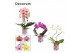 Phalaenopsis mix Phalaenopsis vormen mix 2 tak in Nine (Bubblicious-co 