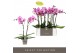 Phalaenopsis roze 2 tak 