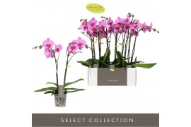 Phalaenopsis roze 2 tak
