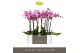 Phalaenopsis roze 2 tak 