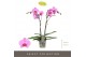 Phalaenopsis roze 2 tak 