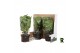 Ficus lyrata clumb 