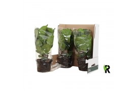Ficus lyrata clumb