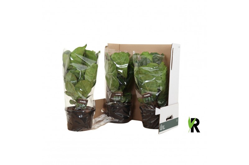 Ficus lyrata clumb 