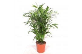 Chameadorea seifrizii 20 pp