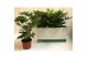 Fatsia japonica zonder plastic 