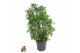 Schefflera arboricola luseana 