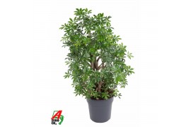 Schefflera arboricola luseana