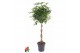 Schefflera arboricola compacta Schefflera Compacta gevlochten stam P31 
