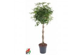 Schefflera arboricola compacta Schefflera Compacta gevlochten stam P31