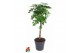 Schefflera arboricola compacta Schefflera Compacta gevlochten stam P27 