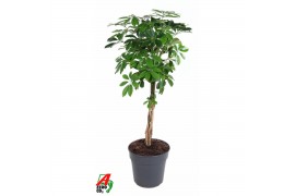Schefflera arboricola compacta Schefflera Compacta gevlochten stam P27