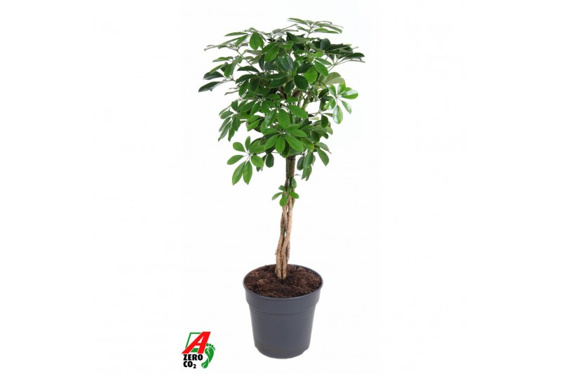 Schefflera arboricola compacta Schefflera Compacta gevlochten stam P27 Schefflera arboricola compacta Schefflera Compacta gevlochten stam P27