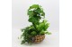 Arrangementen kamerplanten GRCR-2508 Green Essentials 3 pp 