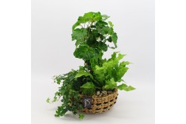 Arrangementen kamerplanten GRCR-2508 Green Essentials 3 pp