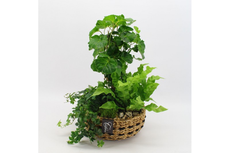 Arrangementen kamerplanten GRCR-2508 Green Essentials 3 pp Arrangementen kamerplanten GRCR-2508 Green Essentials 3 pp