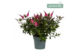 Hebe Addenda® Donna® Pink