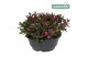 Hebe hebepetita pink Hebe Addenda® Petita® Pink P23 