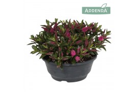 Hebe hebepetita pink Hebe Addenda® Petita® Pink P23