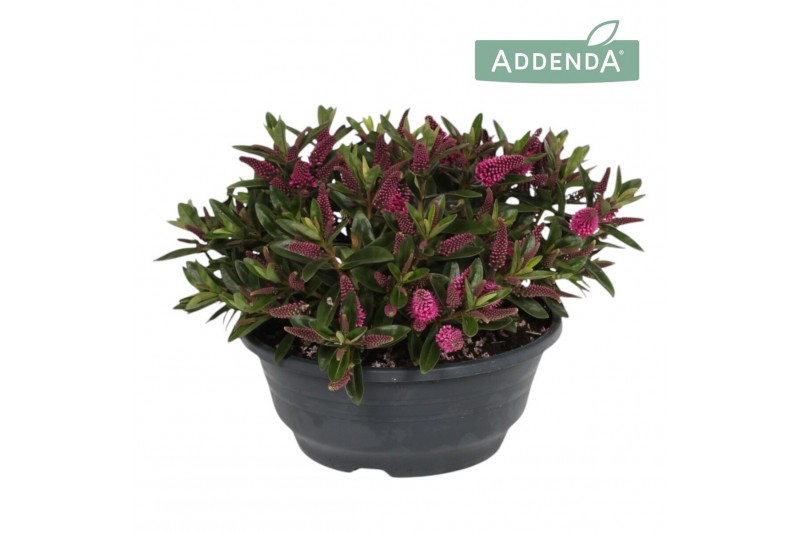 Hebe hebepetita pink Hebe Addenda® Petita® Pink P23 