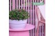 Hebe hebepetita pink Hebe Addenda® Petita® Pink P23 