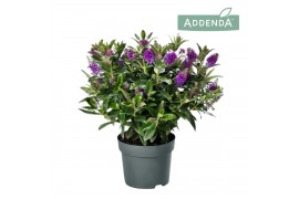 Hebe hebedonna emma addenda