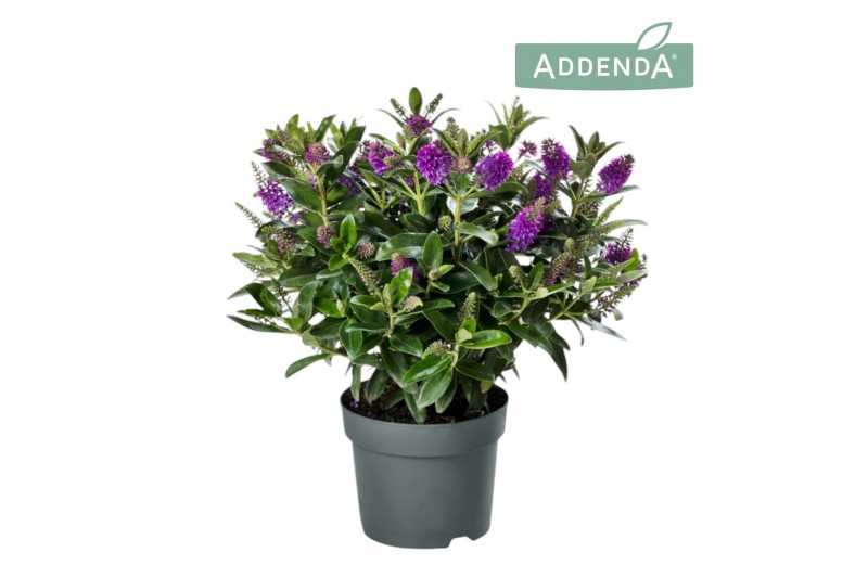Hebe hebedonna emma addenda 