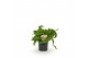 Asplenium antiquum hurricane 