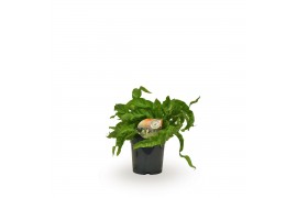 Asplenium antiquum hurricane