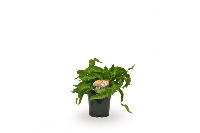 Asplenium antiquum hurricane 