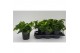 Asplenium antiquum hurricane 