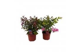 Lagerstroemia indica