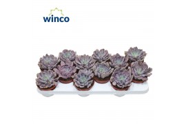 Echeveria Graptoveria Lilac Spoons