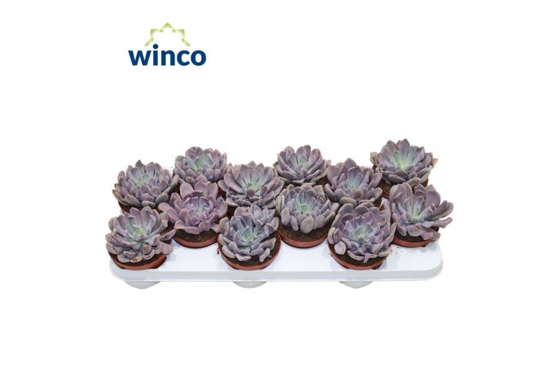 Echeveria Graptoveria Lilac Spoons 