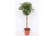 Schefflera arboricola gold capella vlechstam 