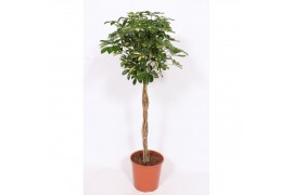Schefflera arboricola gold capella vlechstam