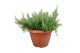Rosmarinus prostratus officinalis 