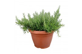 Rosmarinus prostratus officinalis