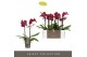 Phalaenopsis multiflora Optimost - Ares - 2 tak 