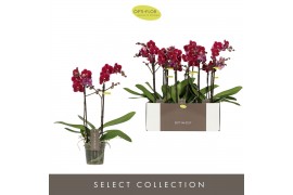 Phalaenopsis multiflora Optimost - Ares - 2 tak