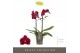 Phalaenopsis multiflora Optimost - Ares - 2 tak 