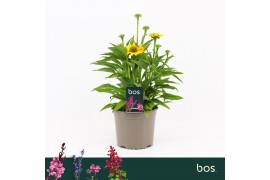 Echinacea sombrero lemon yellow Echinacea Sombrero, Yellow