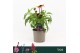 Echinacea sombrero salsa red Echinacea Sombrero, Salsa Red 