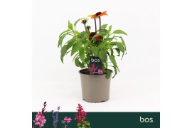 Echinacea sombrero salsa red Echinacea Sombrero, Salsa Red